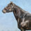 Rustler Hanover