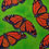 Monarch Butterflies