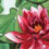 Water Lillies